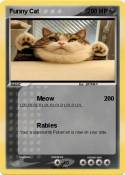 Funny Cat