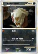 Rodent Skull