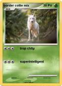 border collie