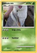 malinois mix