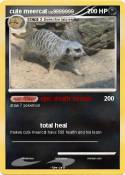cute meercat