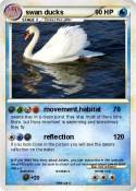 swan ducks