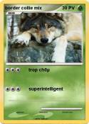 border collie