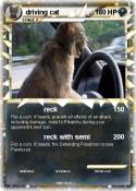driving cat