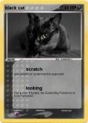 black cat