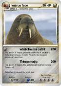 walrus face