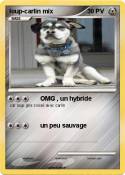 loup-carlin mix