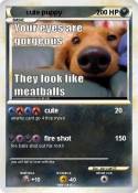 cute puppy