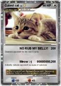 Cutest cat
