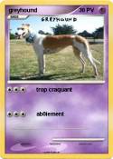 greyhound