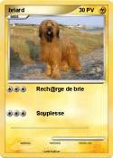 briard