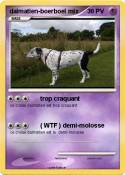 dalmatien-boerb