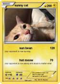 sunny cat