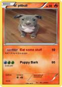 lil' pitbull