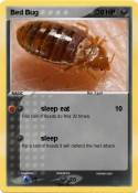 Bed Bug