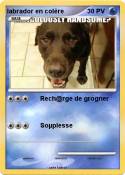 labrador en