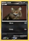 MAINE COON