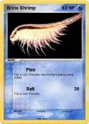 Brine Shrimp