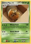 Guinea Pig