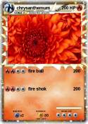 chrysanthemum
