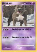 pit-bull XXL