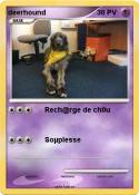 deerhound