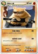 bike cat