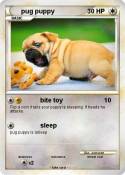 pug puppy