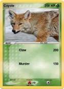 Coyote