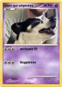chien qui sétµi
