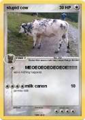stupid cow
