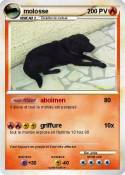 molosse