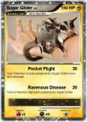 Sugar Glider