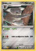 koala