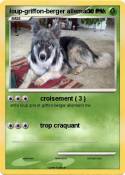 loup-griffon-berger