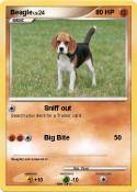 Beagle