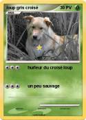 loup gris crois