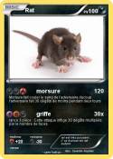 Rat