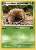 it's a echidna