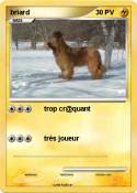 briard