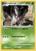 border collie