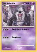 bearded collie