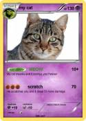 my cat