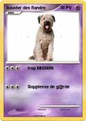 bouvier des