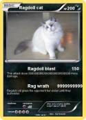Ragdoll cat