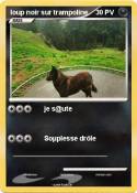 loup noir sur