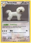Bichon Frise