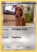 loup arctique