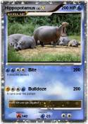 Hippopotamus