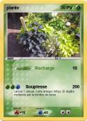 plante